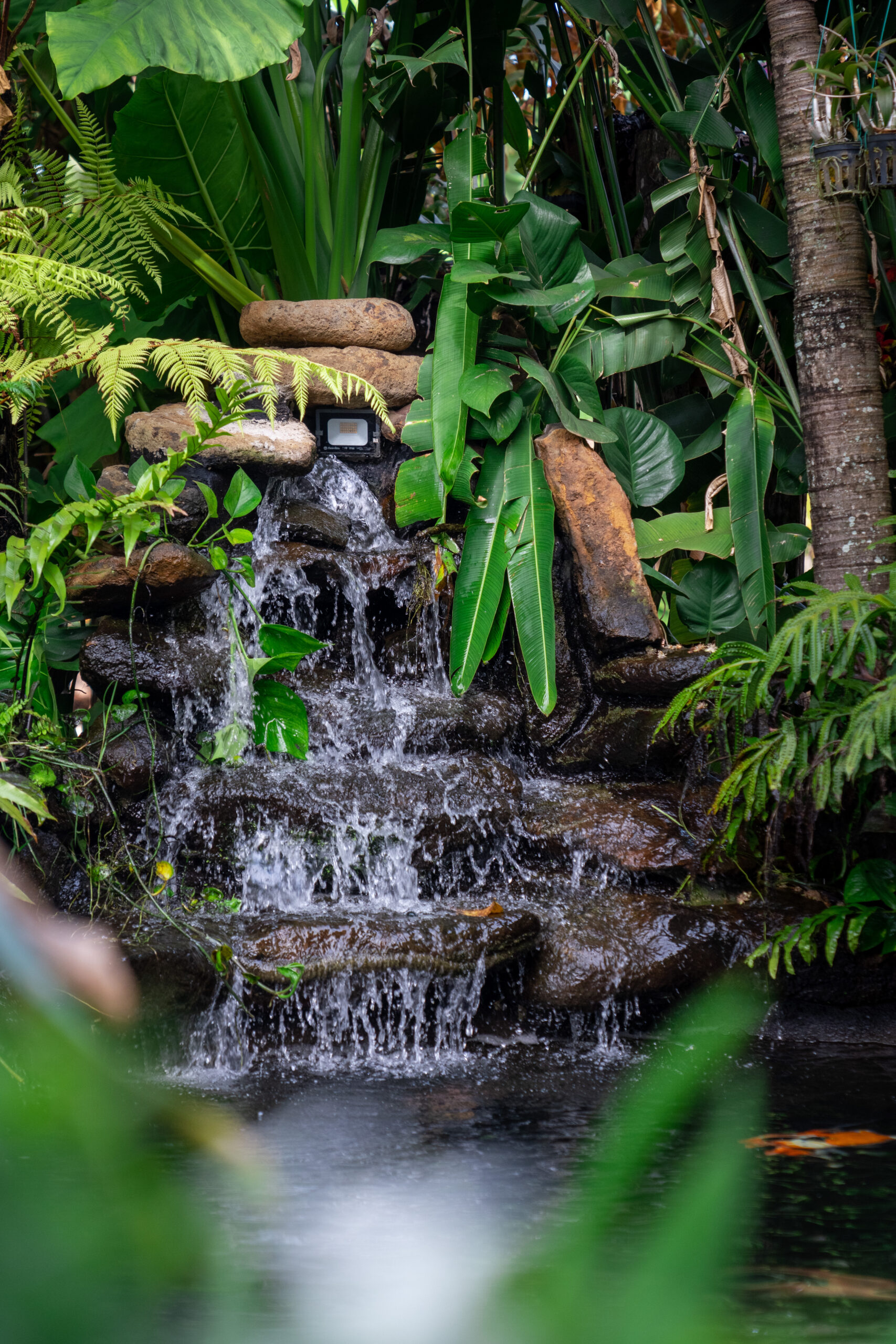 Không gian hồ cá hướng suối – góc chụp low-angle khai thác đường dẫn tự nhiên của khung cảnh, thể hiện độ sâu và bố cục chuyên nghiệp